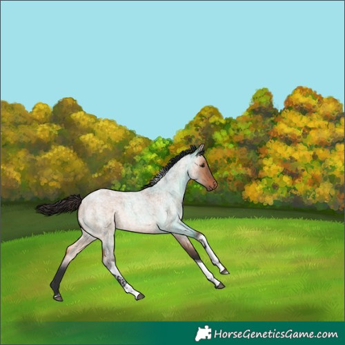 Horse Color:Bay Roan Dun Tobiano 