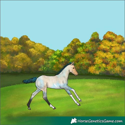 Horse Color:Buckskin Roan Dun Tobiano Rabicano 
