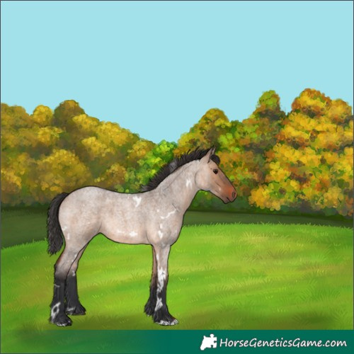 Horse Color:White Spotted Brown Roan Dun 