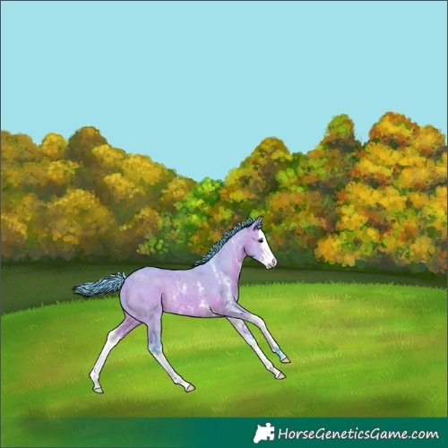 Horse Color:Watercolor Bay Dun Sabino Splash Rabicano 