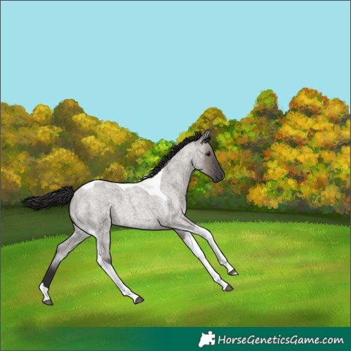 Horse Color:Smoky Grullo Roan Tobiano 