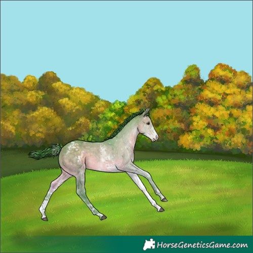 Horse Color:Watercolor White Spotted Brown Dun 