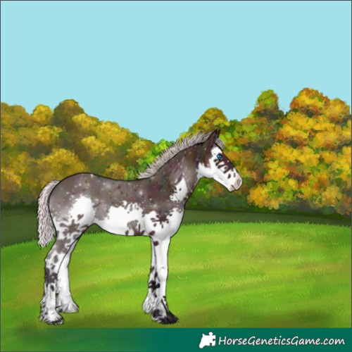Horse Color:Watercolor Midnight Silver Brown Dun Splash 
