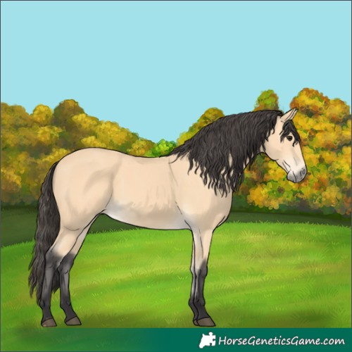 Horse Color:Buckskin 
