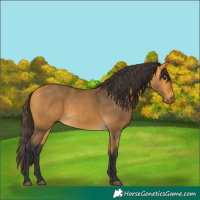 Horse Color:Buckskin 