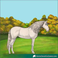 Horse Color:Perlino 