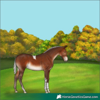 Horse Color:Silver Brown Tobiano
