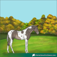 Horse Color:Silver Black Tobiano 