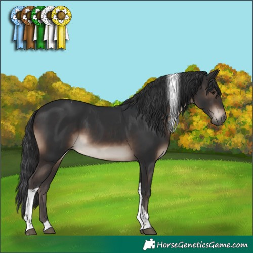 Horse Color:Brown Tobiano 