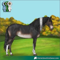 Horse Color:Brown Tobiano 