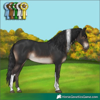 Horse Color:Brown Tobiano 