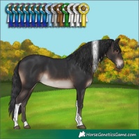 Horse Color:Brown Tobiano