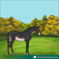 Horse Color:Brown 