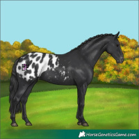 Horse Color:Black Appaloosa