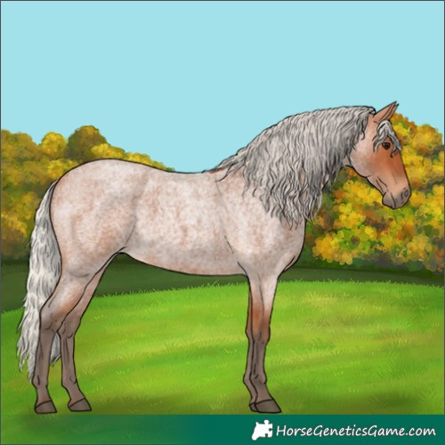 Horse Color:Unknown 