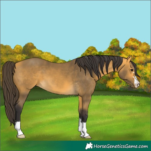 Horse Color:Unknown 