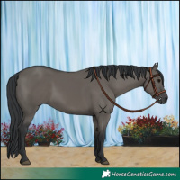 Horse Color:Grullo 