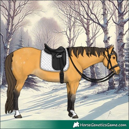 Horse Color:Buckskin 