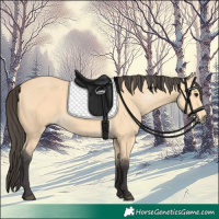 Horse Color:Buckskin