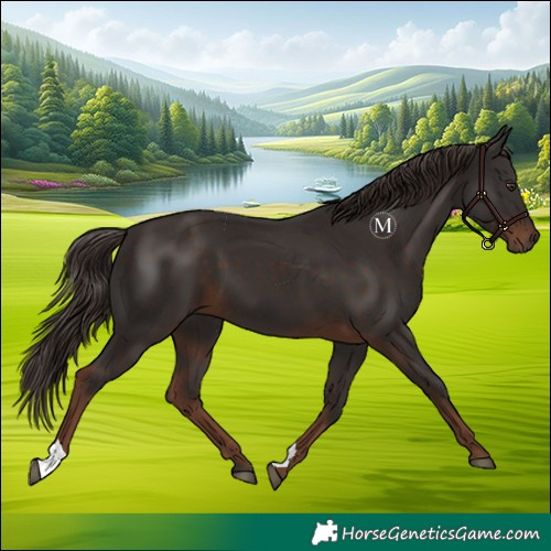 Horse Color:Liver Chestnut 