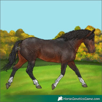 Horse Color:Brown Tobiano 