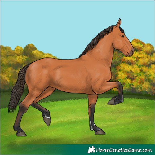 Horse Color:Bay Rabicano 