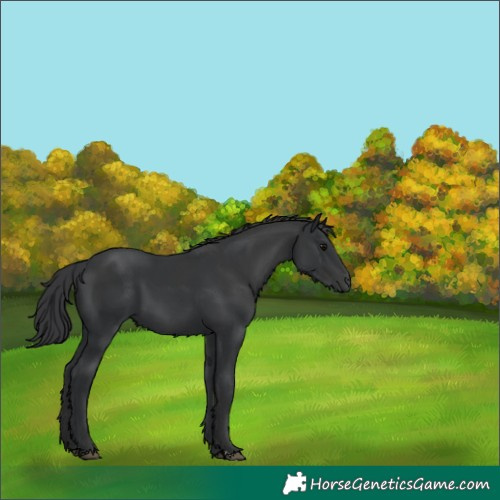 Horse Color:Black  and Black 