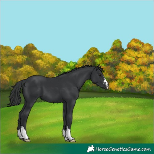Horse Color:Black 