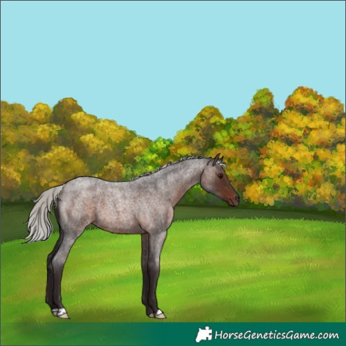 Horse Color:Silver Brown Roan 