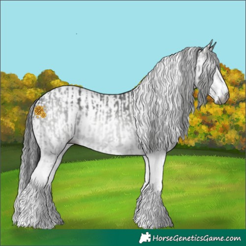 Horse Color:Gray White Spotted Black  and Gray White Spotted Black Appaloosa 