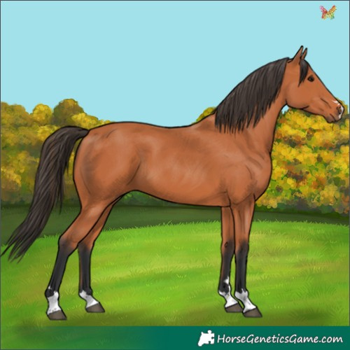 Horse Color:Bay 