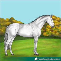 Horse Color:Gray White Spotted Black  and Gray White Spotted Black Splash 
