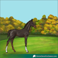 Horse Color:Liver Chestnut Tobiano 
