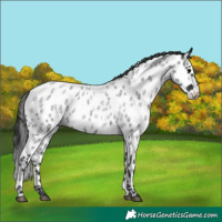 Horse Color:Blue Roan Near Leopard