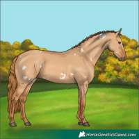 Horse Color:White Spotted Red Dun 