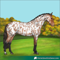 Horse Color:Bay Roan Near Leopard