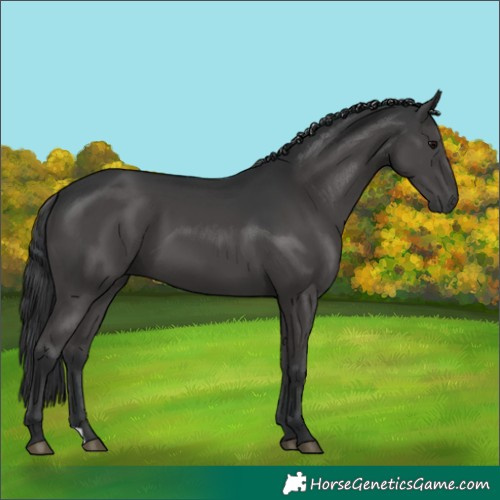 Horse Color:Black 