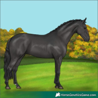 Horse Color:Black 