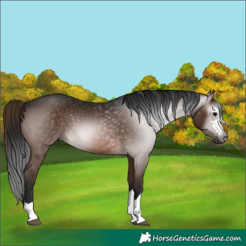 Horse Color:Gray Bay 