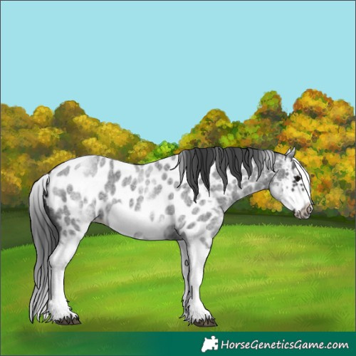 Horse Color:White Spotted Blue Roan Splash Frame Appaloosa 