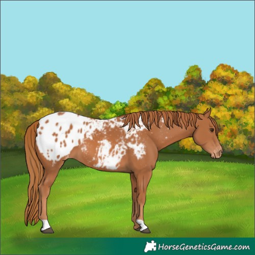 Horse Color:Chestnut Appaloosa 