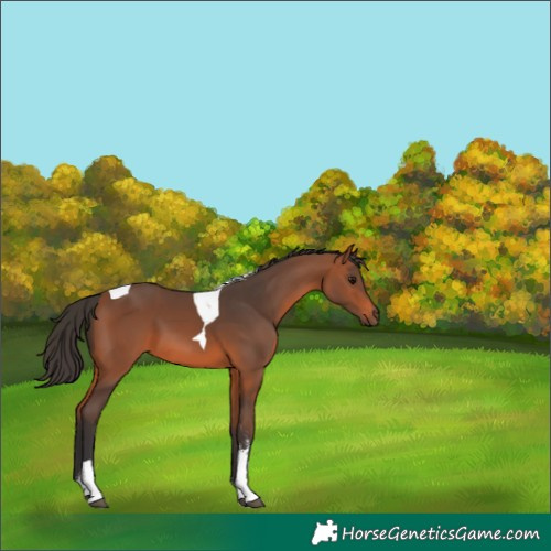 Horse Color:Bay Sabino Tobiano