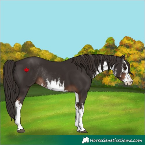 Horse Color:White Spotted Liver Chestnut Rabicano