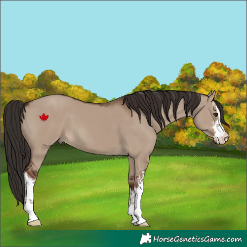 Horse Color:White Spotted Liver Red Dun 