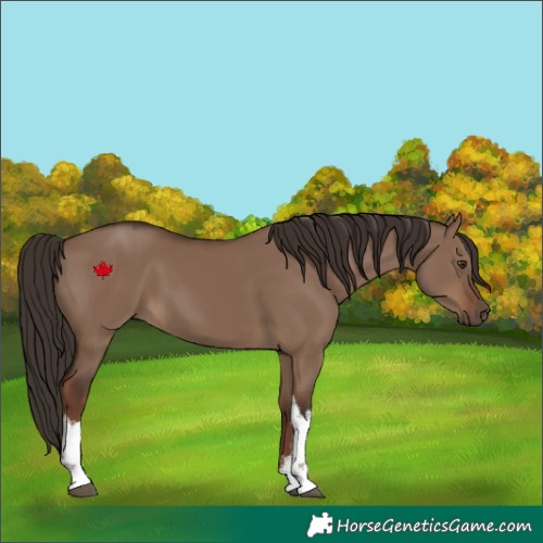 Horse Color:White Spotted Liver Red Dun 
