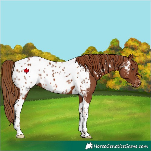 Horse Color:Chestnut Tobiano Near Leopard 