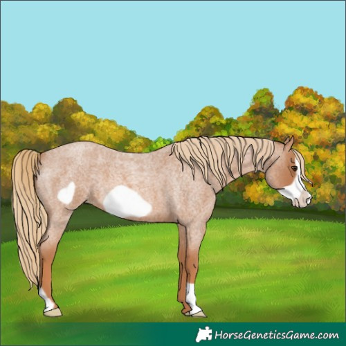 Horse Color:Red Roan Frame 