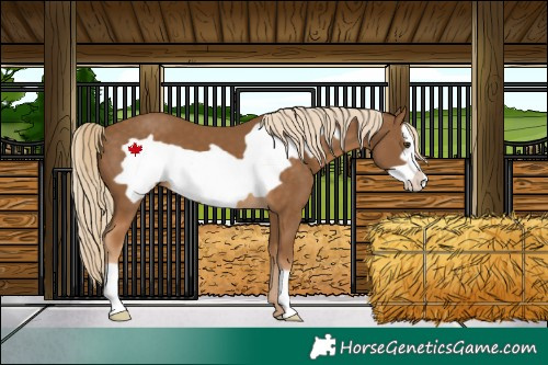 Horse Color:Chocolate Palomino Frame