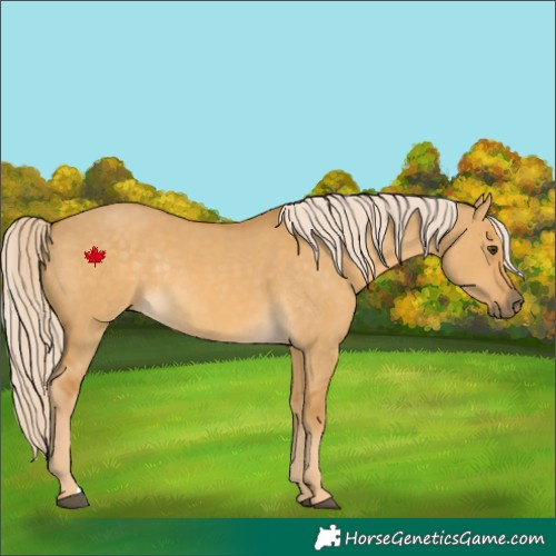 Horse Color:Palomino Dun Rabicano 