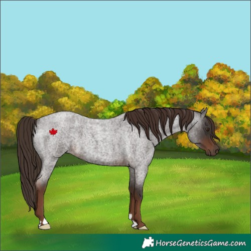 Horse Color:Liver Red Roan 